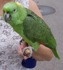 Yellow-naped Parrot